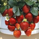 200 Seeds Temptation Strawberry
