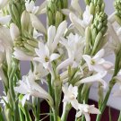 80 Seeds Polianthes Tuberosa Tuberose Flower