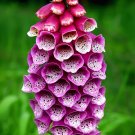 100 Seeds Beautiful Pink Foxgloves Flower