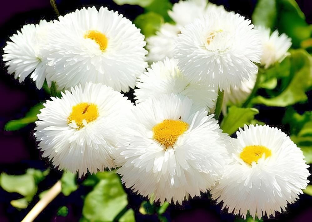 120 Seeds White Daisies Dwarf Bellis Perennis