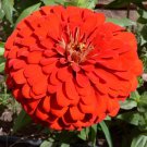 60 Seeds Little red ZinniaeIegans Flower