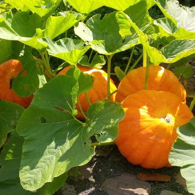 20 Seeds Vegetables The Pumpkin Seedling