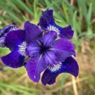 200 Seeds Iris Flower Plants