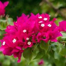 200 Seeds Pink Climbing Bougainvillea Spectabilis Willd Bonsai Plant