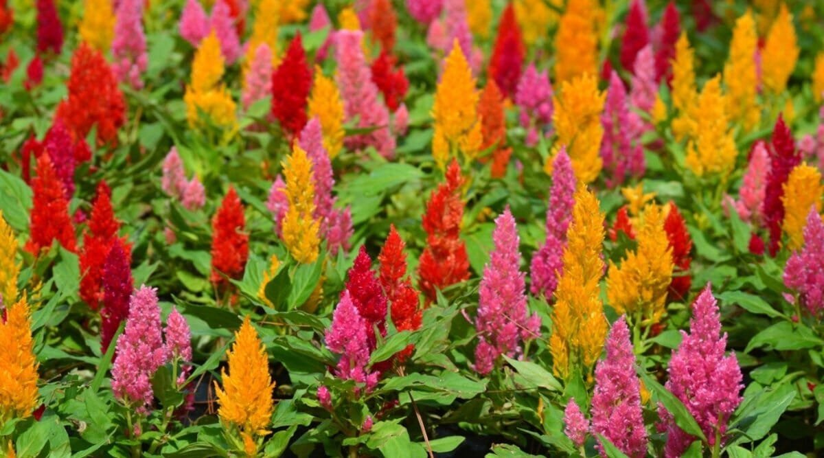 200 Seeds Colorful Pteris Cockscomb