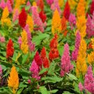200 Seeds Colorful Pteris Cockscomb