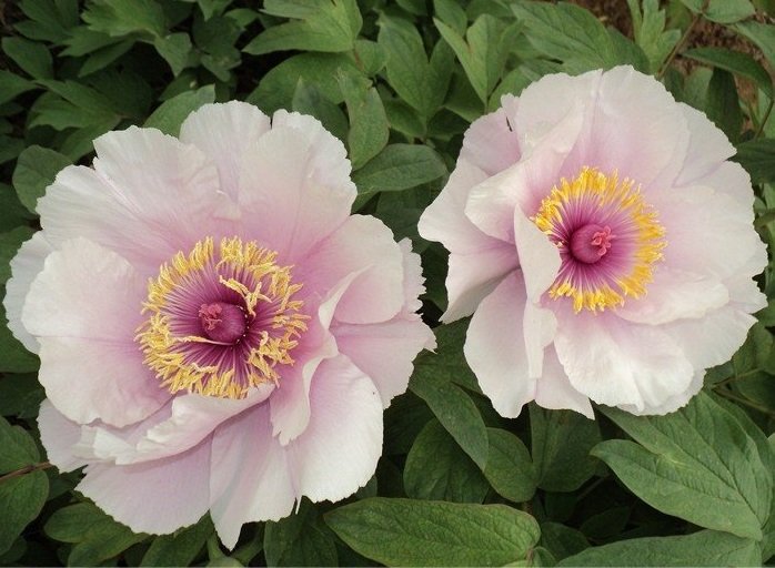 5 Feng Nv Light Pink Peony Seeds Heirloom Flower Tree Fresh Seeds