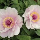5 Feng Nv Light Pink Peony Seeds Heirloom Flower Tree Fresh Seeds
