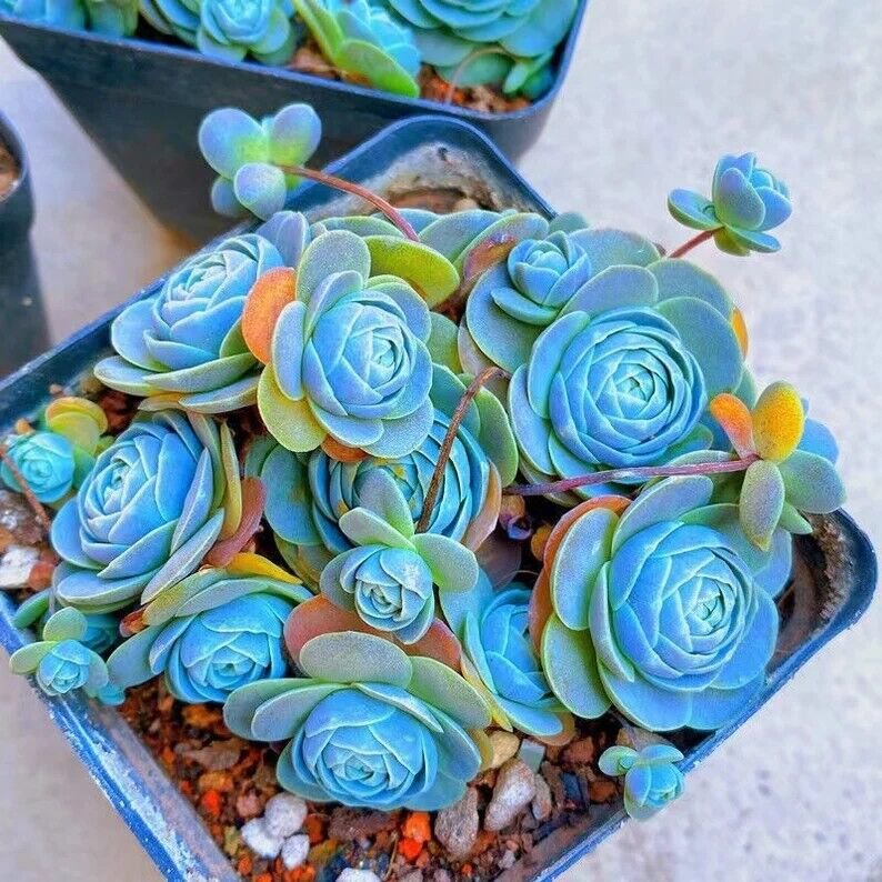 100 Blue Succulents Witchford Lithops Seeds Pseudotruncatella Cactus Seeds
