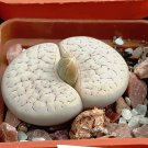 100 Lithops Gracilidelineata C243 Succulents Plants Fresh Seeds