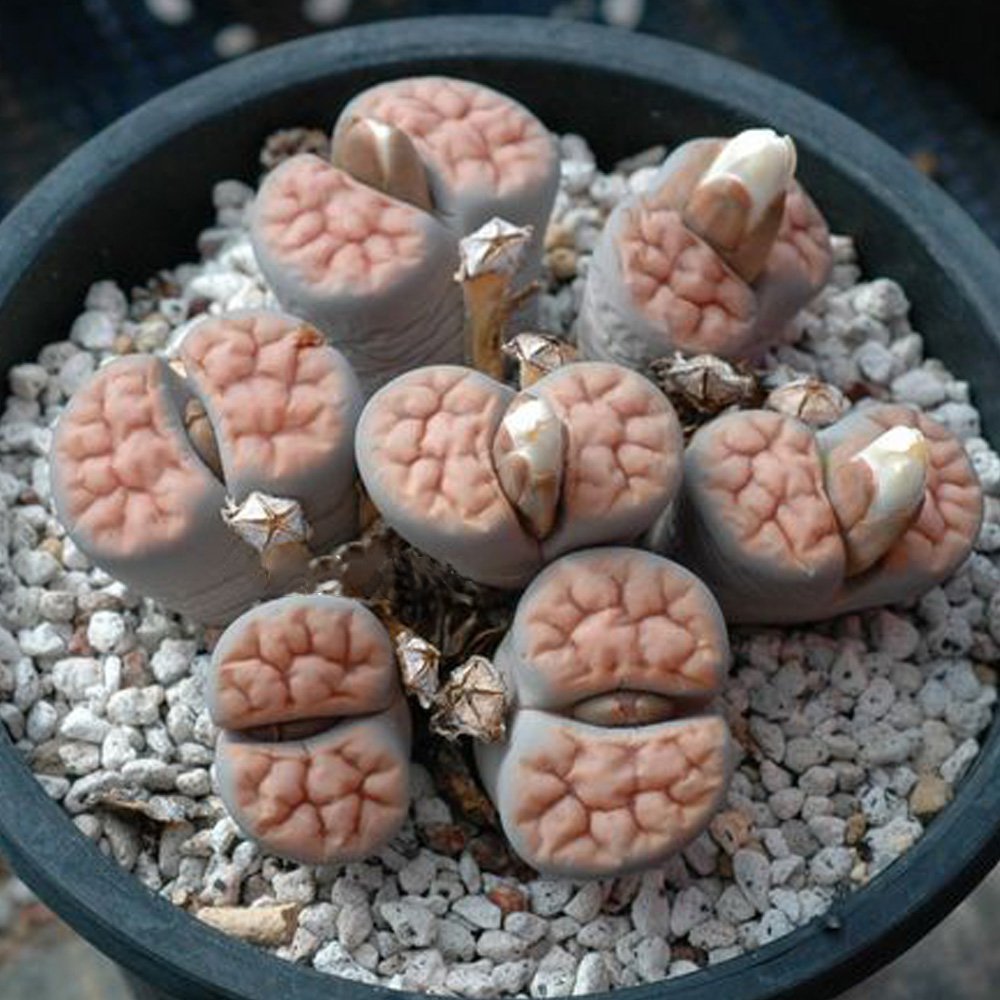 100 Lithops Karasmontana C226 Succulents Plants Fresh Seeds