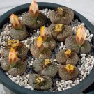 100 Lithops Bromfieldii C382 Succulents Plants Fresh Seeds