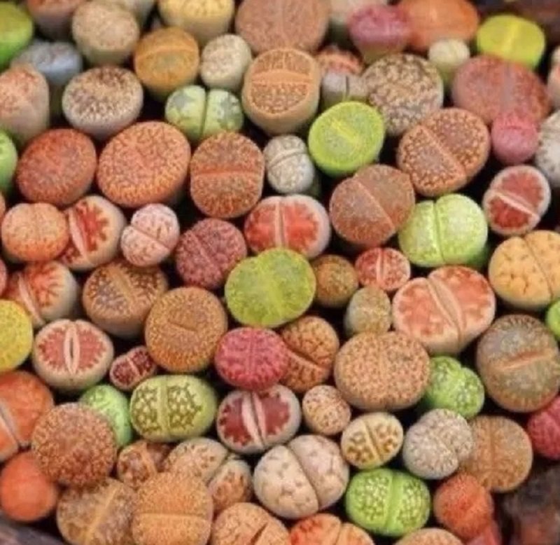 10 Mix Lithops Living Stone Random Plant Size 0.6"-07&acirc;�� Bare Root