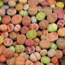 10 Mix Lithops Living Stone Random Plant Size 0.6"-07” Bare Root