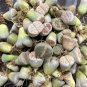 10 Mix Lithops Living Stone Random Plant Size 0.6"-07â Bare Root