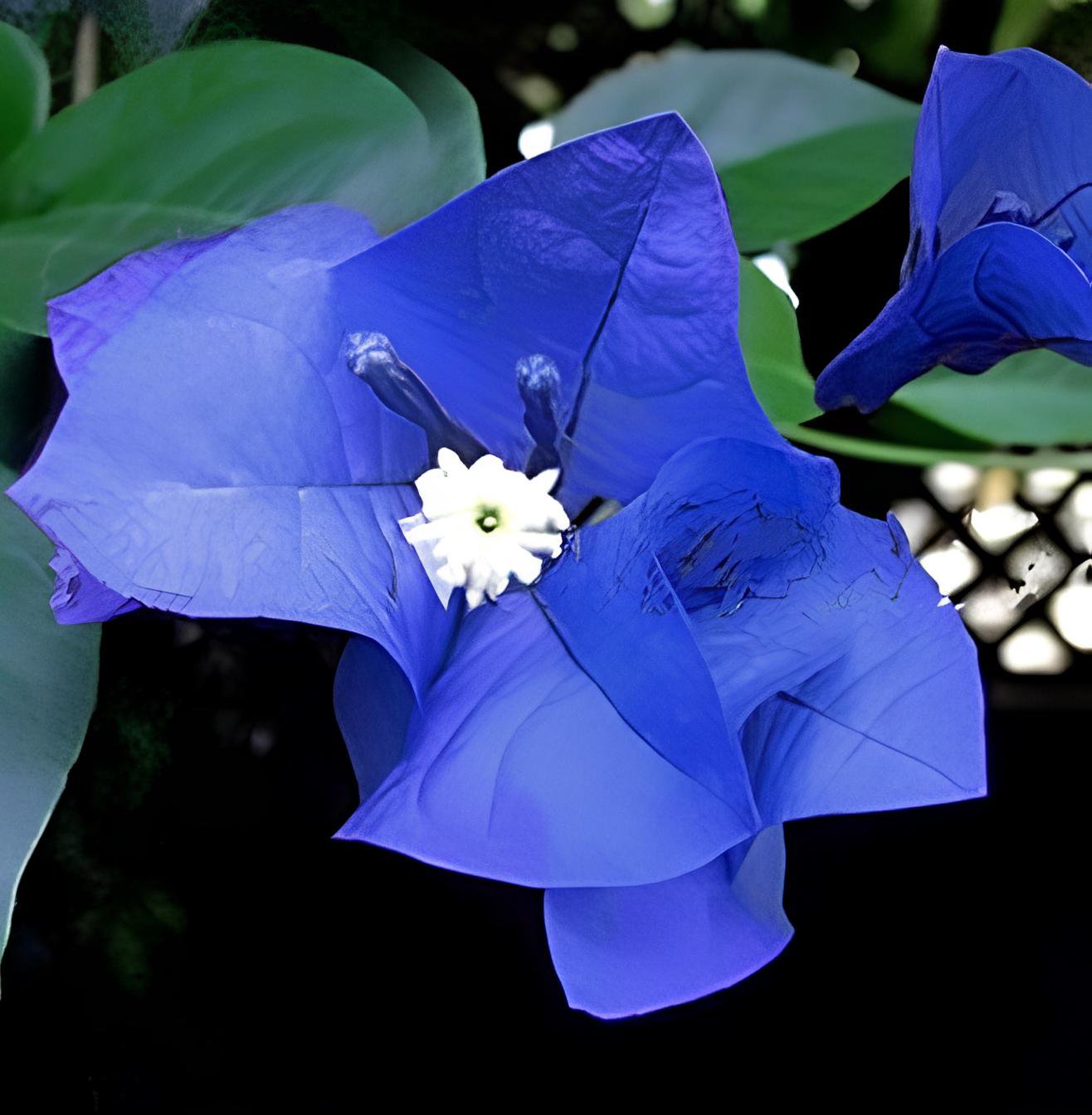 50 Seeds Blue Bougainvillea Spectabilis Willd Flower Fresh Seeds