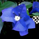 50 Seeds Blue Bougainvillea Spectabilis Willd Flower Fresh Seeds