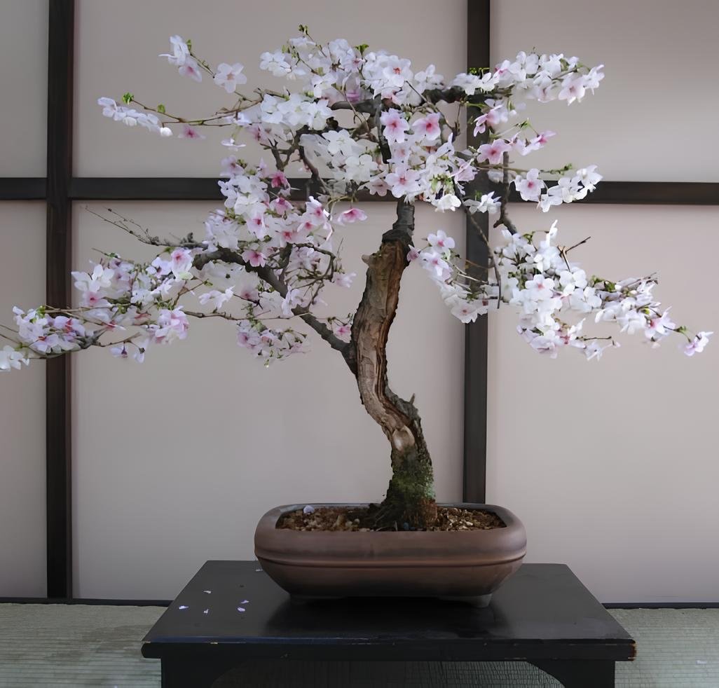 20 Seeds Bonsai Japanese Sakura Cherry Tree Fresh Seeds