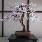 20 Seeds Bonsai Japanese Sakura Cherry Tree Fresh Seeds