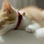 ANYWAGS Cat Collar Cherry Red Bow with Bell, Safety Buckle & Durable Strap, Small