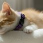 ANYWAGS Cat Collar Dark Purple Bow with Bell, Safety Buckle & Durable Strap, Large