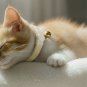 ANYWAGS Cat Collar Off White Bow with Bell, Safety Buckle & Durable Strap, Small