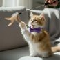 ANYWAGS Cat Collar Violet with Bell, Safety Buckle & Durable Strap, Small
