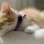 ANYWAGS Cat Collar Violet with Bell, Safety Buckle & Durable Strap, Small