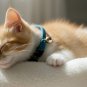 ANYWAGS Cat Collar, Navy Blue, Small, Safety Buckle, Bell, Durable Strap