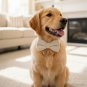 ANYWAGS Velvet Bow Dog Collar & Leash Set, White Rope, Harness, Training & Walking