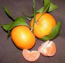 Mandarine Orange / Chinas Mandarinas / Organic