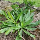 Culantro Ngo Gai Naturally Grown 100 mg Seeds for Planting