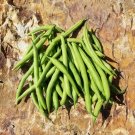 Provider Green Bush Bean 1/4 oz Seeds for planting Provider Green Bush Bean 1/4 oz Seeds for planting