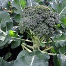 Brocolli Waltham 29 (Brassica oleracea var. italica) 1 gram Seeds For Planting