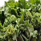 Broccoli Raab 500mg Seeds for planting Broccoli Raab 500mg Seeds for planting