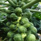 BRUSSEL SPROUTS 1gram Seed for planting BRUSSEL SPROUTS 1gram Seed for planting