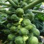 BRUSSEL SPROUTS 1gram Seed for planting