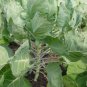 BRUSSEL SPROUTS 1gram Seed for planting