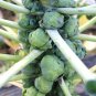 BRUSSEL SPROUTS 1gram Seed for planting