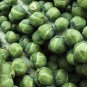 BRUSSEL SPROUTS 1gram Seed for planting