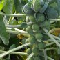 Long Island Improved Brussels Sprouts 1gram Seeds for planting