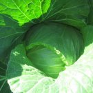 Early Jersey Wakefield Cabbage 1 gram Seedsfor planting Vegetable Early Jersey Wakefield Cabbage 1 gram Seedsfor planting Vegetable
