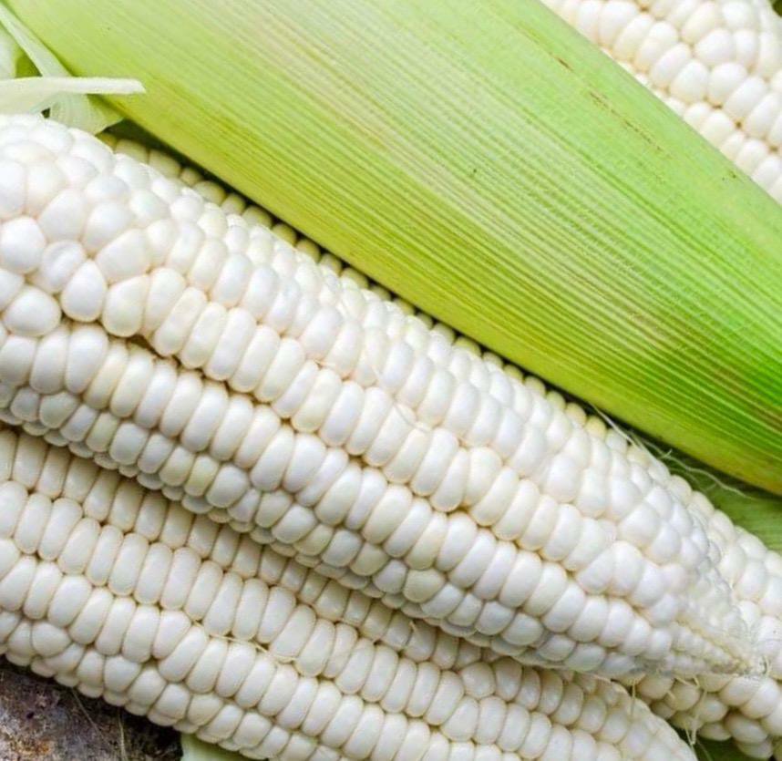 Popcorn Japanese Hulless White (baby Corn) 500mg Seeds