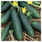 Spacemaster 80 Cucumber 1 gram Seeds for planting (Cucumis Sativus) Spacemaster 80 Cucumber 1 gram Seeds for planting (Cucumis Sativus)