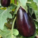 Black Beauty Eggplant 300mg Seeds for planting (Solanum melongena)