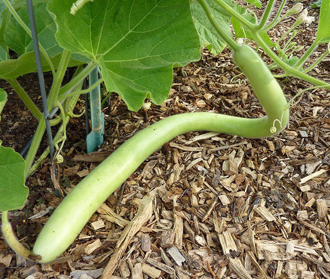 CUCUZZI (ITALIAN EDIBLE) GOURD 10 Seeds, Cucuzza squash