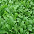 Arugula Rocket (Eruca vesicaria ssp. sativa) 1 Gram Seeds for Planting NON-GMO-Open Pollinated
