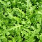 Arugula Rocket (Eruca vesicaria ssp. sativa) 1 Gram Seeds for Planting NON-GMO-Open Pollinated