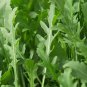 Arugula Rocket (Eruca vesicaria ssp. sativa) 1 Gram Seeds for Planting NON-GMO-Open Pollinated