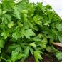 Parsley Dark Green Italian Giant (Petroselinum crispum) Prezzemolo Gigante D Italia 1 Gram seeds